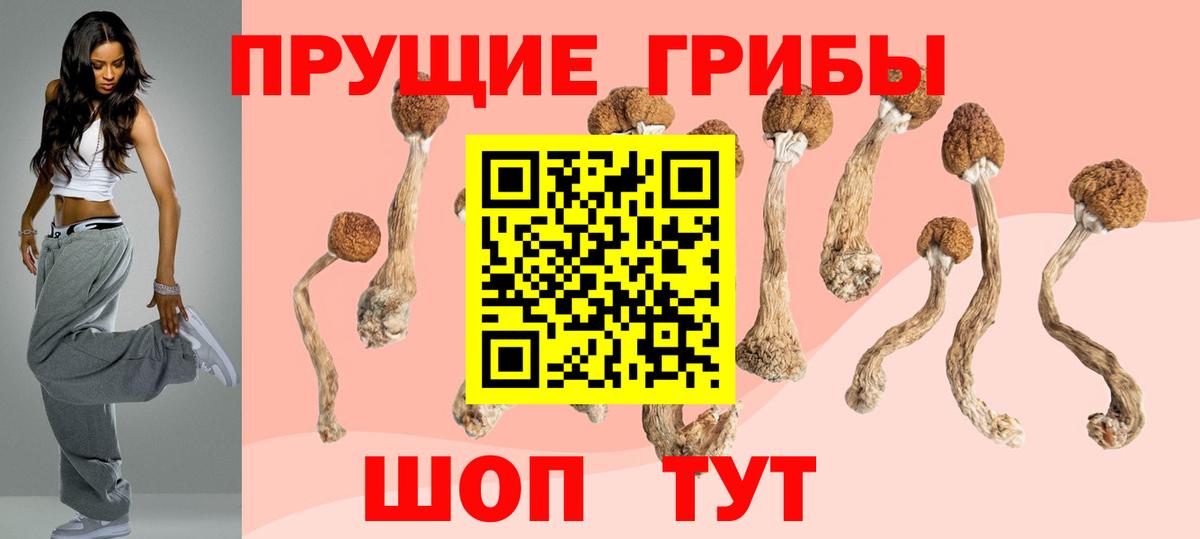 Дивногорск  Галлюциногенные грибы прущие грибы  Вход с VPN 